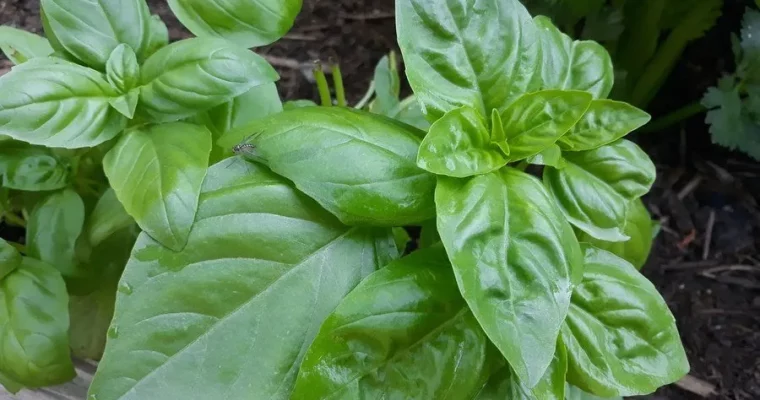 Basil, A Summer Favorite