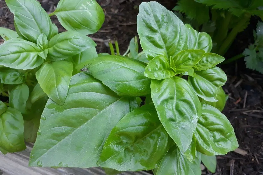 Basil, A Summer Favorite