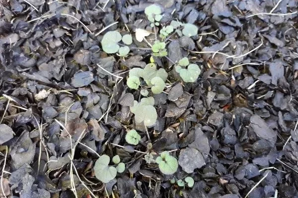 Hairy Bittercress – A Winter Annual Weed to Watch