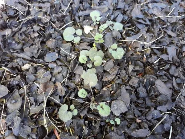 Hairy Bittercress – A Winter Annual Weed to Watch