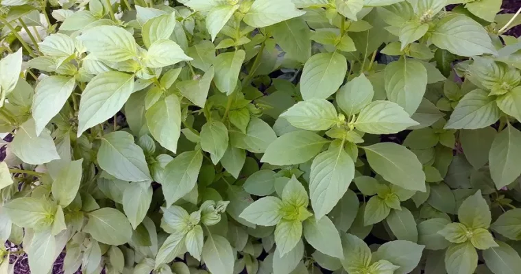 Lemon herbs… Lemon verbena and Lemon balm – the melodious garden