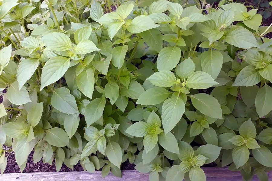 Lemon-Scented Herbs in the Garden and the Kitchen