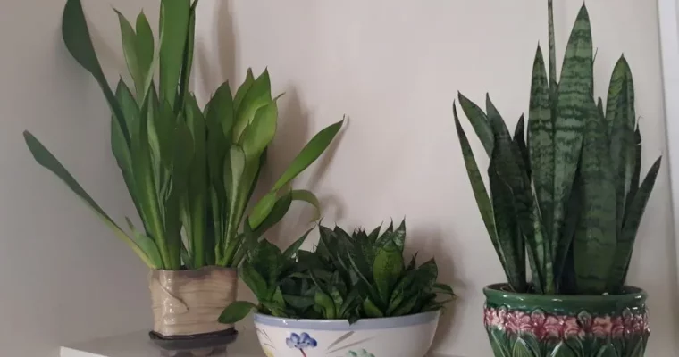 Snake Plant: A Forgiving, Low-maintenance Houseplant