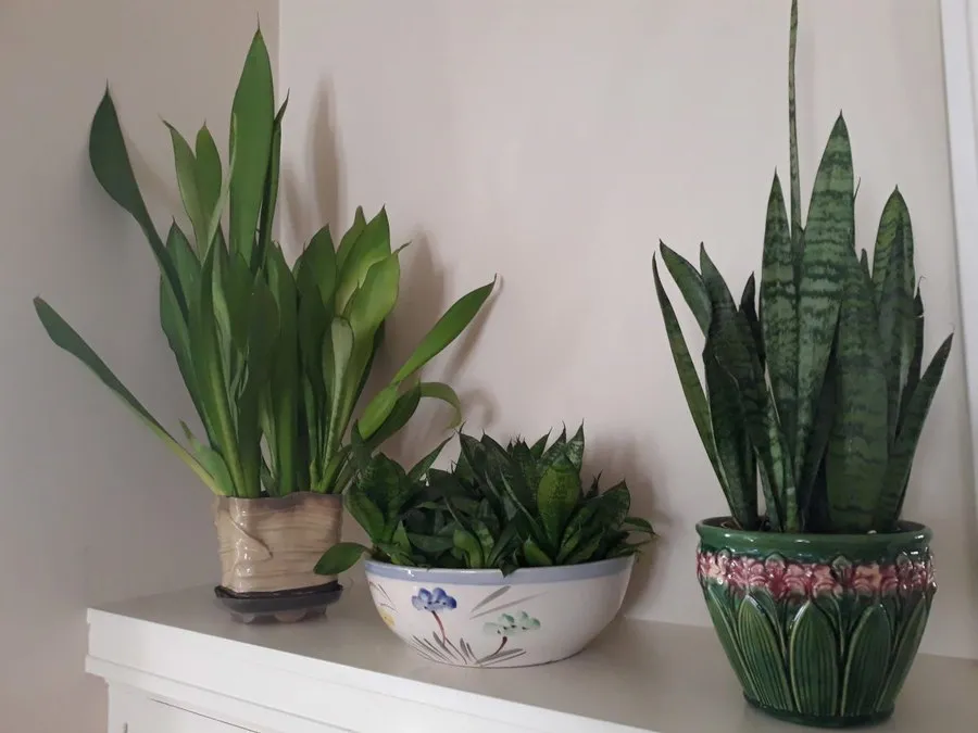 Snake Plant: A Forgiving, Low-maintenance Houseplant