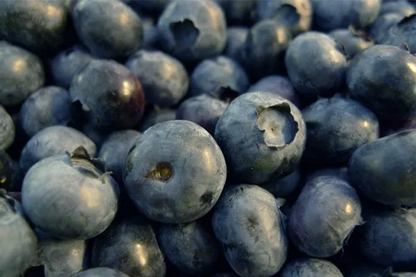 Blueberries in the Garden and the Kitchen