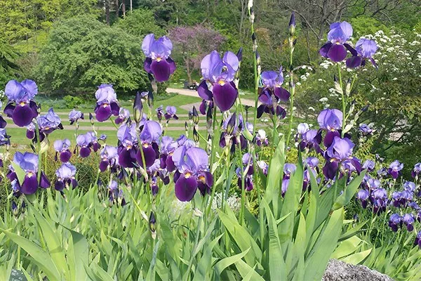 German Bearded Iris