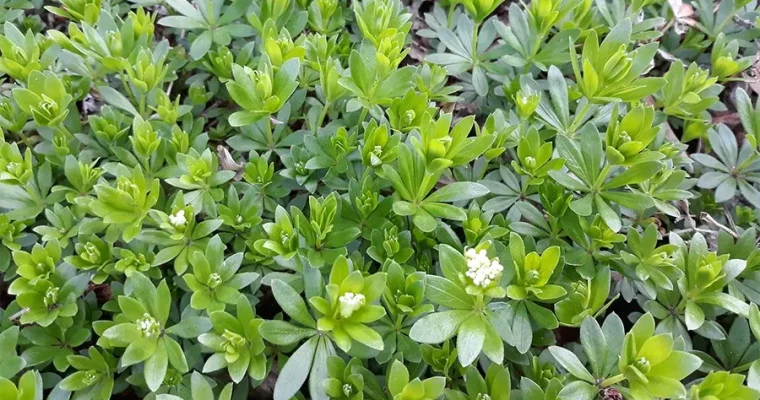 Sweet Woodruff in the Garden and the Kitchen