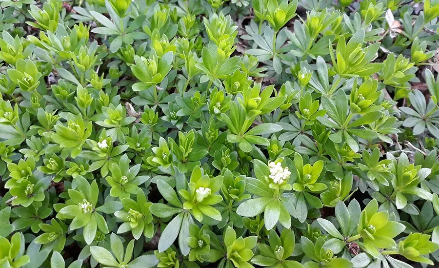 Sweet Woodruff in the Garden and the Kitchen